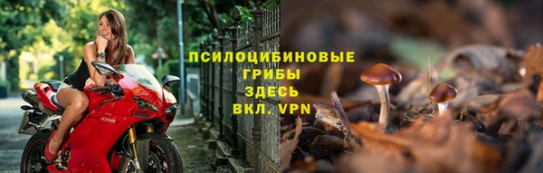 прущие грибы Вяземский
